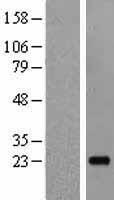 IL19 Human Over-expression Lysate