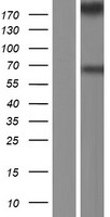 Myoferlin (MYOF) Human Over-expression Lysate