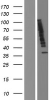UBQLN2 Human Over-expression Lysate