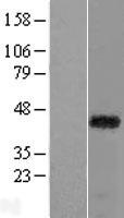 RAX Human Over-expression Lysate