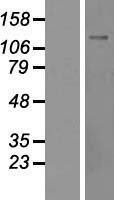 NFKBIL2 (TONSL) Human Over-expression Lysate