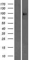 PCDHA9 Human Over-expression Lysate