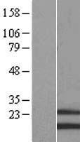 MRPS28 Human Over-expression Lysate