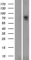 SLC6A16 Human Over-expression Lysate