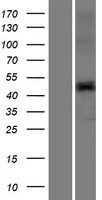 TMPRSS11E Human Over-expression Lysate
