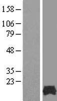 FAM32A Human Over-expression Lysate