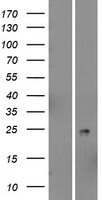 PSORS1C2 Human Over-expression Lysate