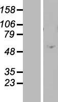 ZNF770 Human Over-expression Lysate