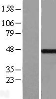MKRN2 Human Over-expression Lysate