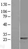 SSU72 Human Over-expression Lysate