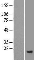 CNIH4 Human Over-expression Lysate