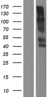 KIR2DL1 Human Over-expression Lysate