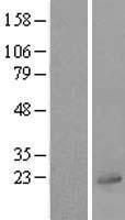 UBL4A Human Over-expression Lysate