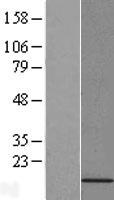 PFD6 (PFDN6) Human Over-expression Lysate