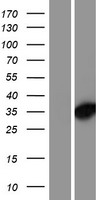 DNAJC8 Human Over-expression Lysate