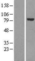 Calpain 6 (CAPN6) Human Over-expression Lysate