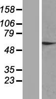 ZNF324 Human Over-expression Lysate