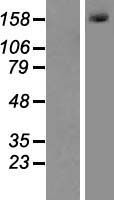 MLH3 Human Over-expression Lysate