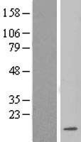 LSM3 Human Over-expression Lysate