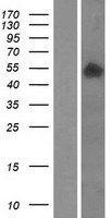 SMPDL3B Human Over-expression Lysate