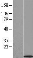 SPINK4 Human Over-expression Lysate