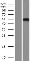 RBMS3 Human Over-expression Lysate