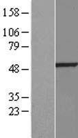 BMP10 Human Over-expression Lysate