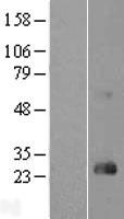 RHOD Human Over-expression Lysate