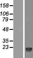 OBP2A Human Over-expression Lysate