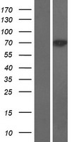 SOCS7 Human Over-expression Lysate