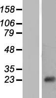 NT5C Human Over-expression Lysate