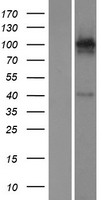 KA1 (GRIK4) Human Over-expression Lysate