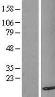 TAX1BP3 Human Over-expression Lysate