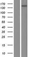 ARHGEF10 Human Over-expression Lysate