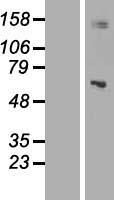 MRPP3 (KIAA0391) Human Over-expression Lysate