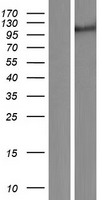 Rubicon (RUBCN) Human Over-expression Lysate