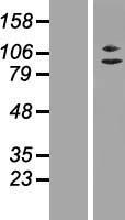 ZC3H11A Human Over-expression Lysate