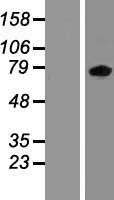 ZBT24 (ZBTB24) Human Over-expression Lysate