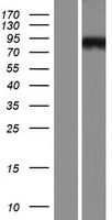 SPG48 (AP5Z1) Human Over-expression Lysate