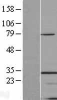 TINP1 (NSA2) Human Over-expression Lysate