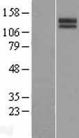SLITRK3 Human Over-expression Lysate