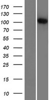 R3HDM2 Human Over-expression Lysate