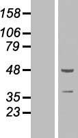 ZNF365 Human Over-expression Lysate