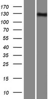 INPP5F Human Over-expression Lysate