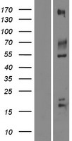 IGSF9B Human Over-expression Lysate