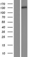 SEMCAP3 (PDZRN3) Human Over-expression Lysate