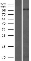 ZHX3 Human Over-expression Lysate