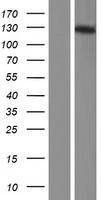 MCF2L2 Human Over-expression Lysate