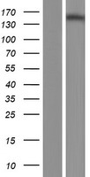 Nephrocystin 4 (NPHP4) Human Over-expression Lysate