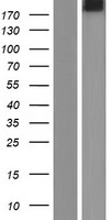 NBEAL2 Human Over-expression Lysate